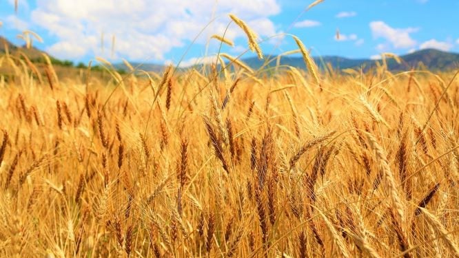 wheat-process.jpg
