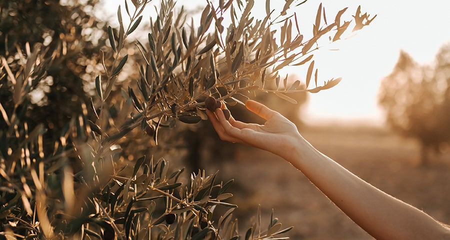 Olive Harvest